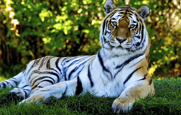 Picture cat, grass, nature, tiger, predator, grass, nature, tiger, cat, 1920x1200, predator, bokeh, bokeh