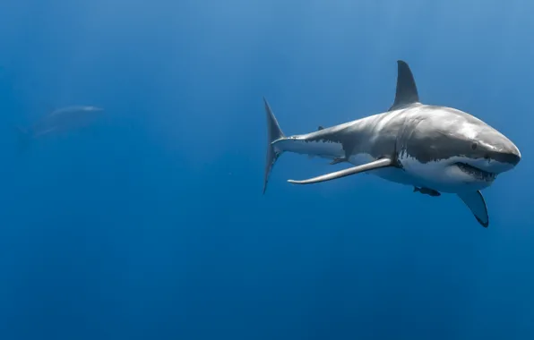 Picture sea, the ocean, depth, pair, sharks, great white shark
