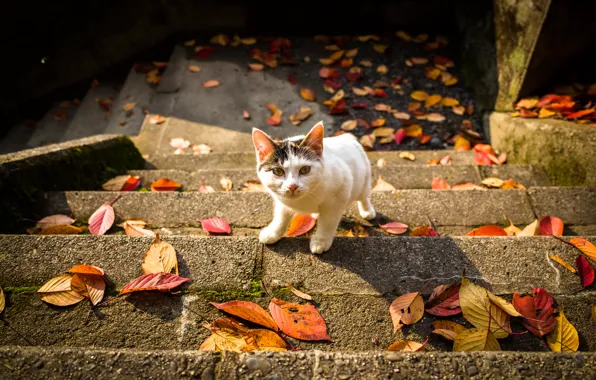 Picture cat, look, leaves, ladder, autumn