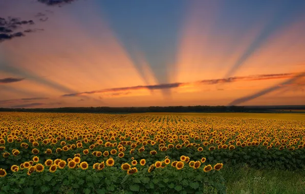 Picture field, the sky, clouds, sunset, flowers, sunflower