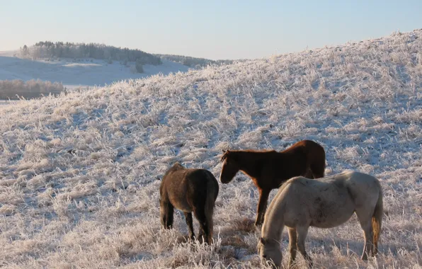 Picture winter, snow, the steppe, horse, horse, pasture, frost, hill, the herd, Kazakhstan, Kokshetau, pasture HD …