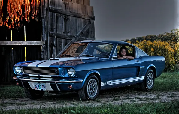 Picture Shelby, Ford Mustang, muscle car, 1966, Muscle car, GT350