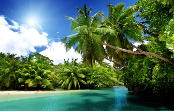 Picture sea, the sun, tropics, palm trees, the ocean, summer, beach, sea, ocean, blue, paradise, vacation, …