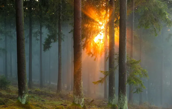 Picture forest, the sun, rays, trees, nature, fog, Germany, coniferous