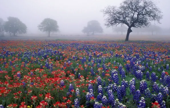 Picture field, trees, flowers, fog