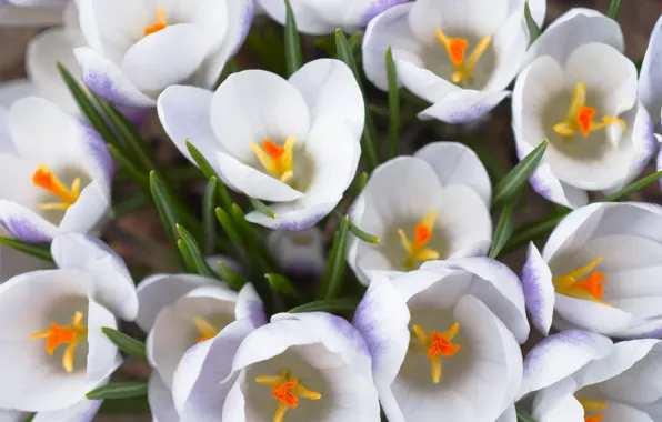 Picture white, macro, flowers, bouquet, spring, primrose, Crocuses