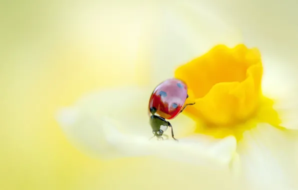 Picture PETALS, FLOWER, INSECT, LADYBUG, NARCISSUS