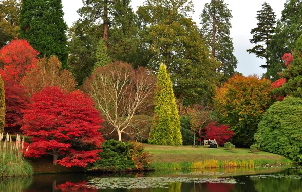Picture autumn, trees, bench, pond, Park, stay, UK, lawn, Sheffield Park Garden
