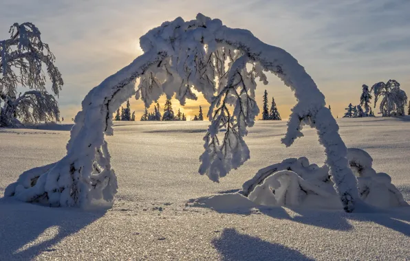 Picture winter, snow, trees, arch, Sweden, Sweden, Lapland, Lapland