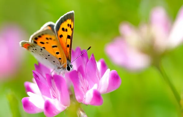 Picture flower, summer, macro, nature, pink, butterfly, clover, insect, bright