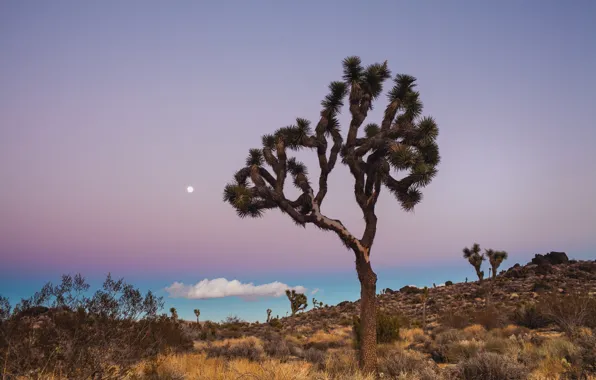 Picture the sky, trees, the moon, blue, cloud, CA, USA, USA, California, lilac, National Park, Joshua …
