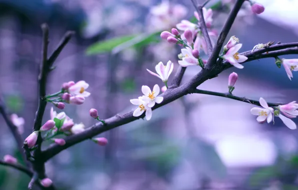 Picture flowers, sprig, branch, spring, pink, flowering, bokeh