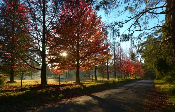 Picture road, autumn, the sky, the sun, rays, trees, sunset