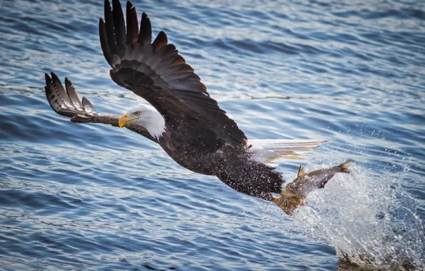 Picture water, flight, squirt, river, bird, fishing, wings, fish, predator, mining, bald eagle