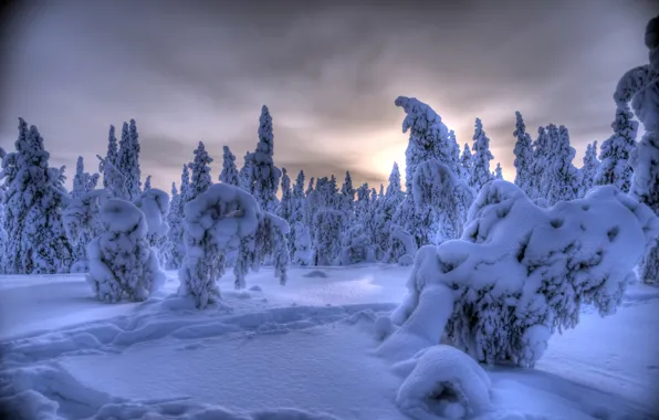 Picture winter, forest, snow, trees, Finland, Finland, Lapland, Lapland, Ylläs, Äkäslompolo, Akaslompolo, Ylläs
