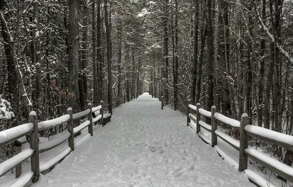 Picture forest, snow, Winter, frost, track, forest, winter, snow, path