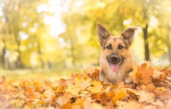 Picture autumn, look, face, leaves, dog, shepherd, German shepherd