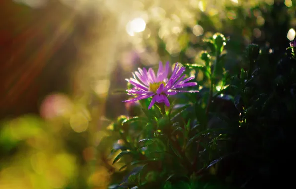 Picture Grass, Flower, After Rain, Shining