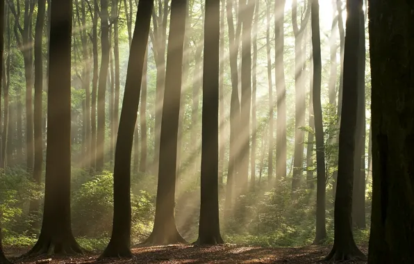 Picture Nature, Trees, Forest, Wallpaper, Wallpapers, The sun's rays