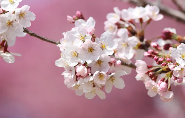 Picture macro, cherry, branch, spring, Sakura, flowering