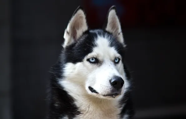Picture white, Dog, black, danger, Husky, cute, Blue eyes