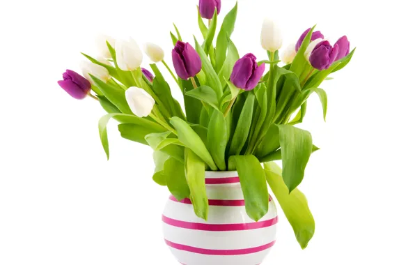 Picture leaves, bouquet, green, purple, tulips, white background, vase, white