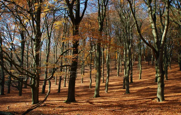 Picture autumn, forest, leaves, trees, slope