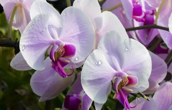 Picture macro, orchids, exotic, Orchid