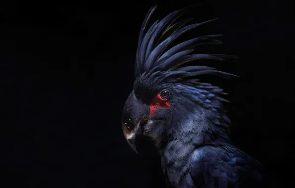 Picture bird, feathers, parrot, black background, crest, Cockatoo