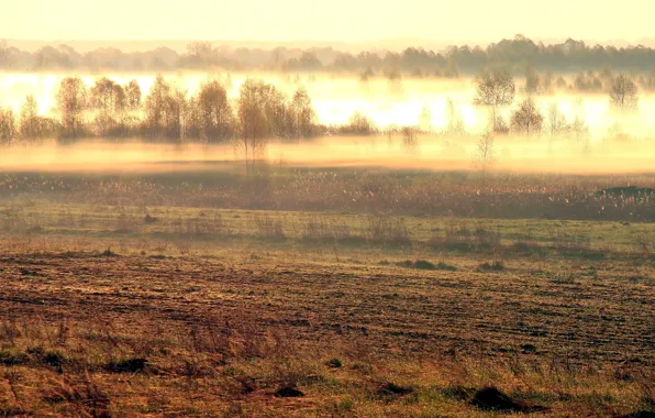 Picture field, landscape, nature, fog, morning