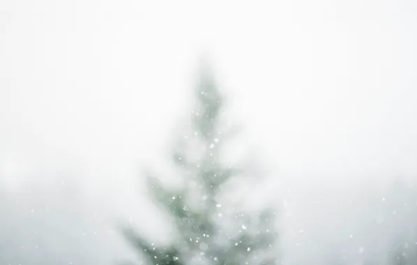 Picture winter, snow, nature, spruce, bokeh, white white
