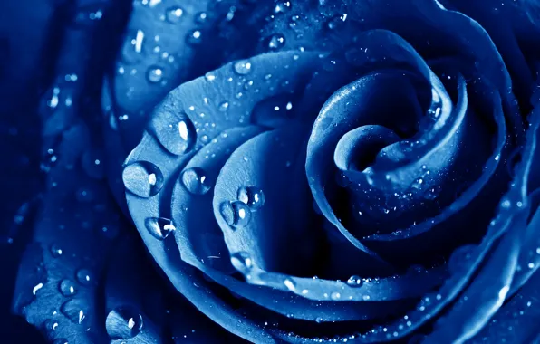 Picture macro, rose, blue, The blue rose