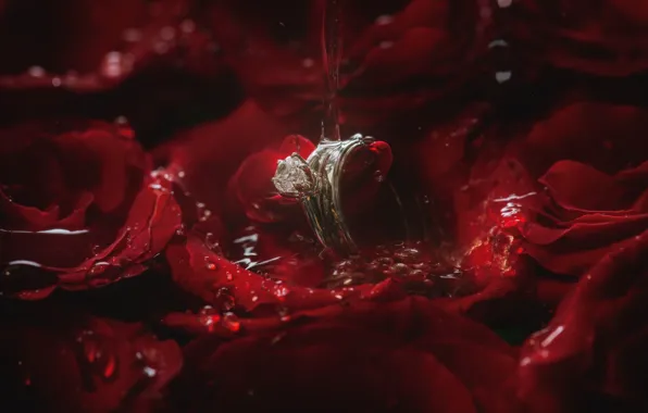 Picture water, rose, petals, ring