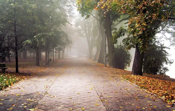 Picture autumn, leaves, fog, Park