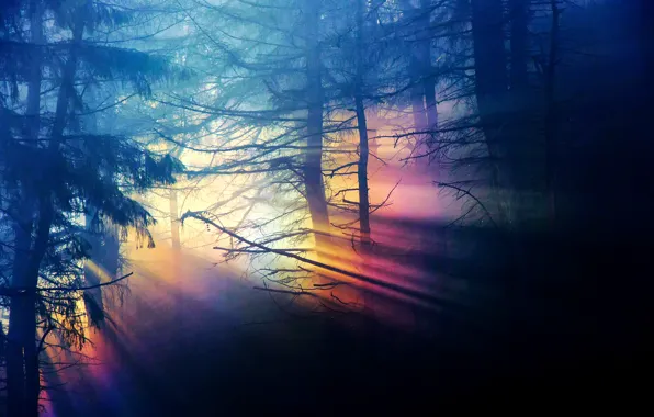 Picture forest, light, trees, branches, nature, darkness, rainbow, range, dense