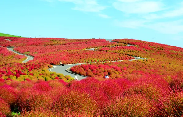 Picture field, flowers, hills, Japan, the bushes, National seaside Park Hitachi, Hitachinaka, Ibaraki Prefecture