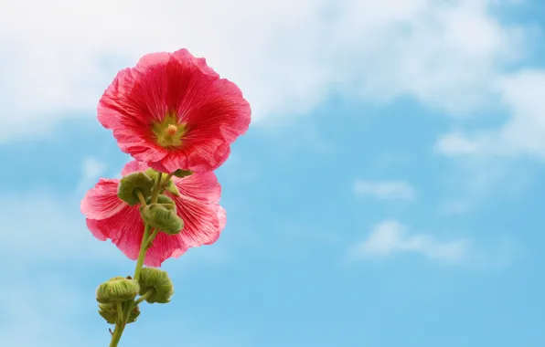 Picture flower, the sky, nature, mallow