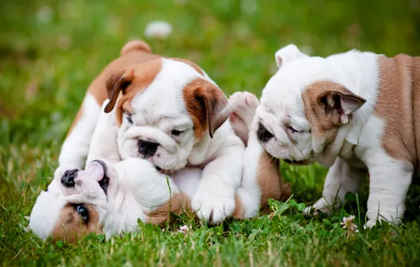 Picture dogs, the game, puppies, English bulldog, Trinity