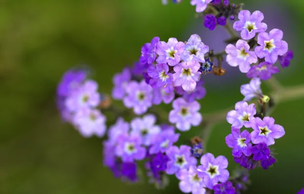 Picture macro, flowers, petals, blur, Lilac