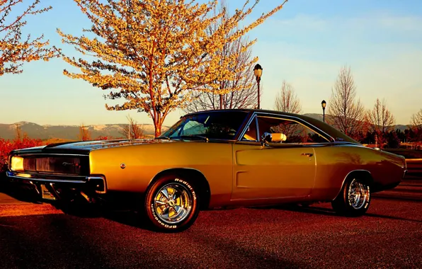 Picture the sky, trees, Dodge, Dodge, Charger, the front, 1968, Muscle car, Muscle car, The charger, …