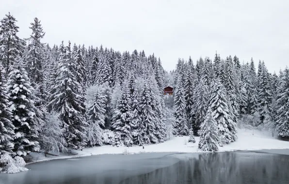 Picture winter, forest, snow, trees, lake, Switzerland, house