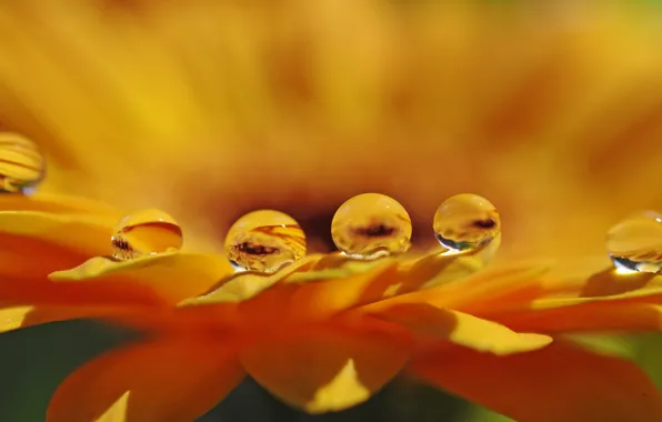 Picture flower, water, drops, macro, petals