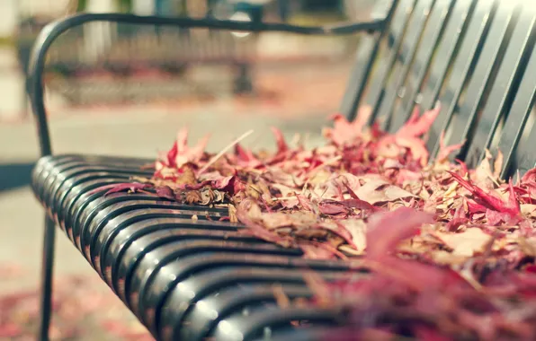Picture autumn, leaves, macro, bench, background, widescreen, Wallpaper, shop, wallpaper, leaves, bench, widescreen, background, macro, full …