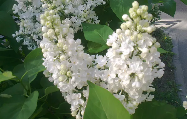 Picture leaves, flowers, branch, Spring, white lilac