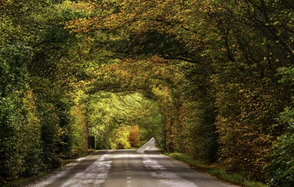 Picture road, autumn, fall, foliage