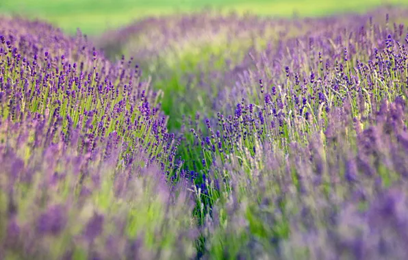 Picture field, lavender, bokeh, farm, lavender fields