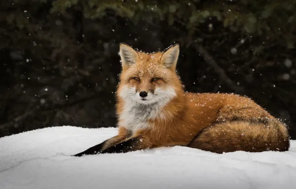 Picture snow, Fox, forest, wildlife