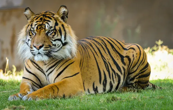 Picture cat, grass, tiger, Sumatran