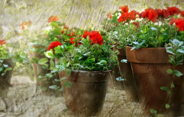 Picture flowers, background, pots