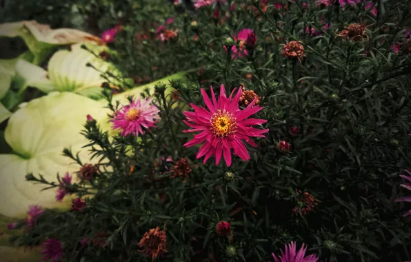 Picture flower, plant, aster